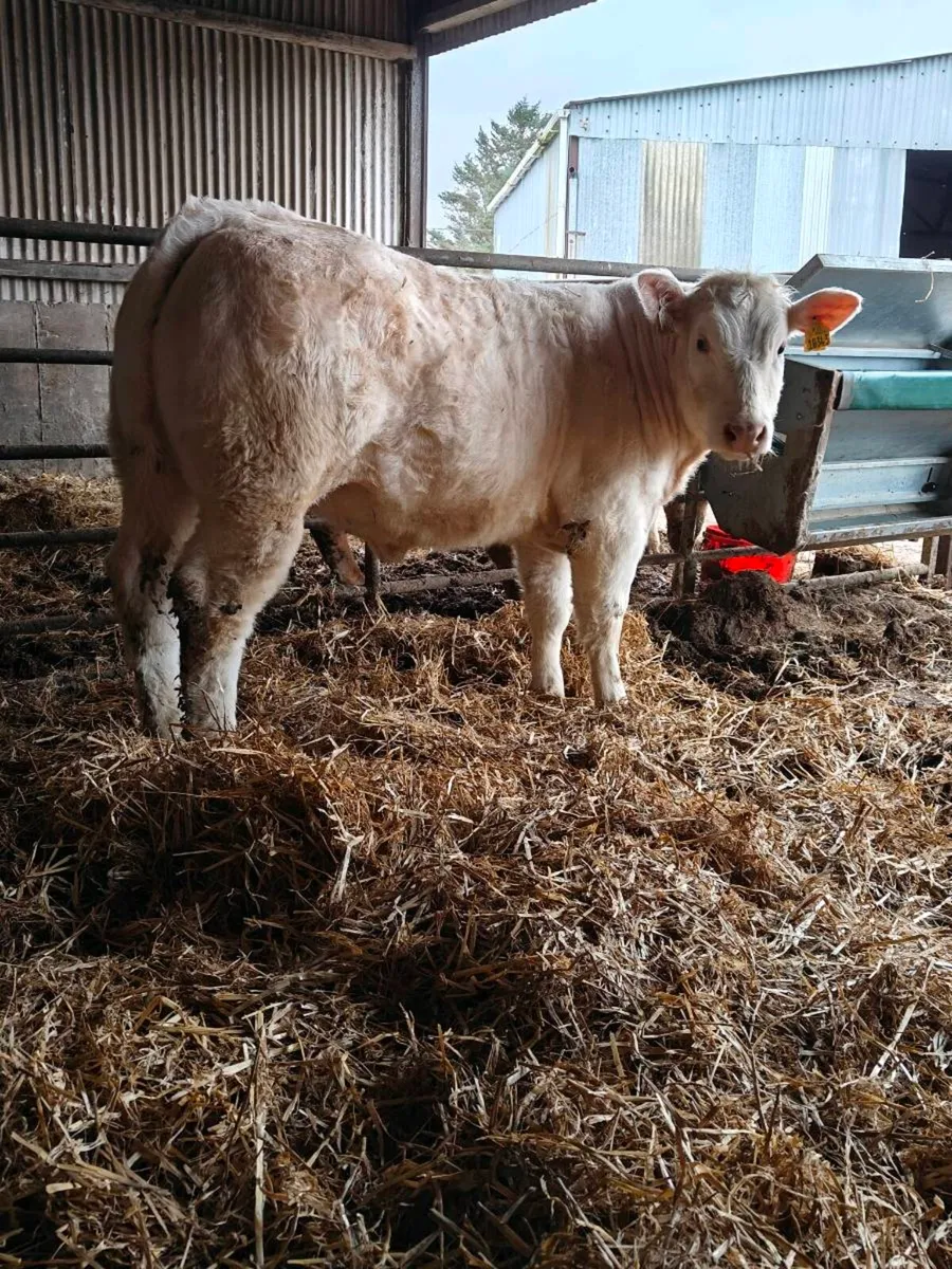 Show heifer - Image 2