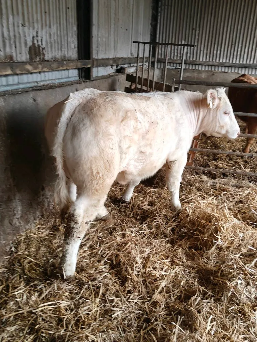 Show heifer - Image 4