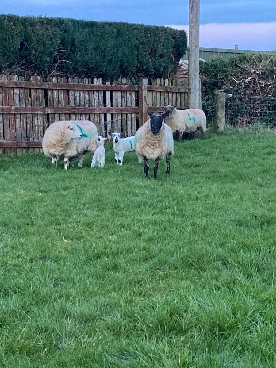Ewes with lambs - Image 1