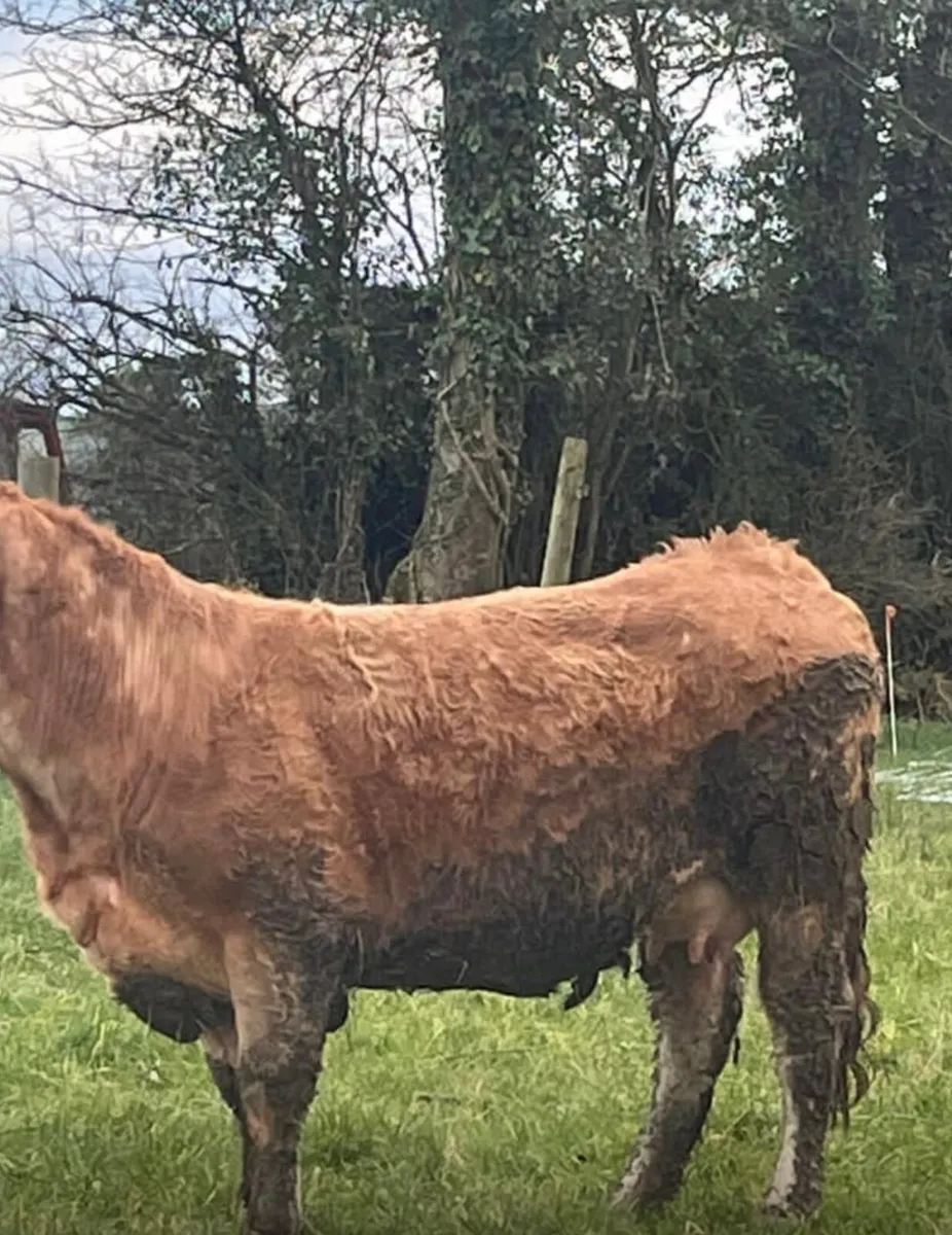 Foster Cow - Image 2