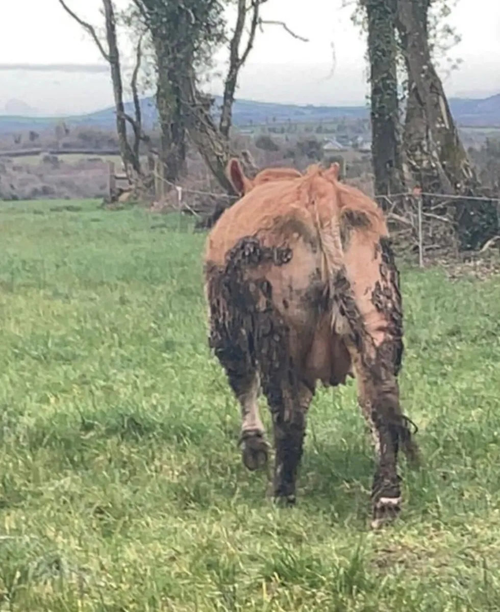 Foster Cow - Image 3