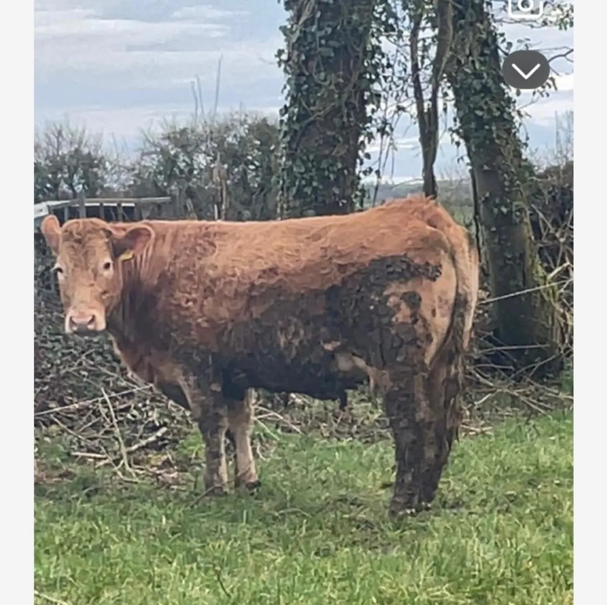 Foster Cow - Image 1