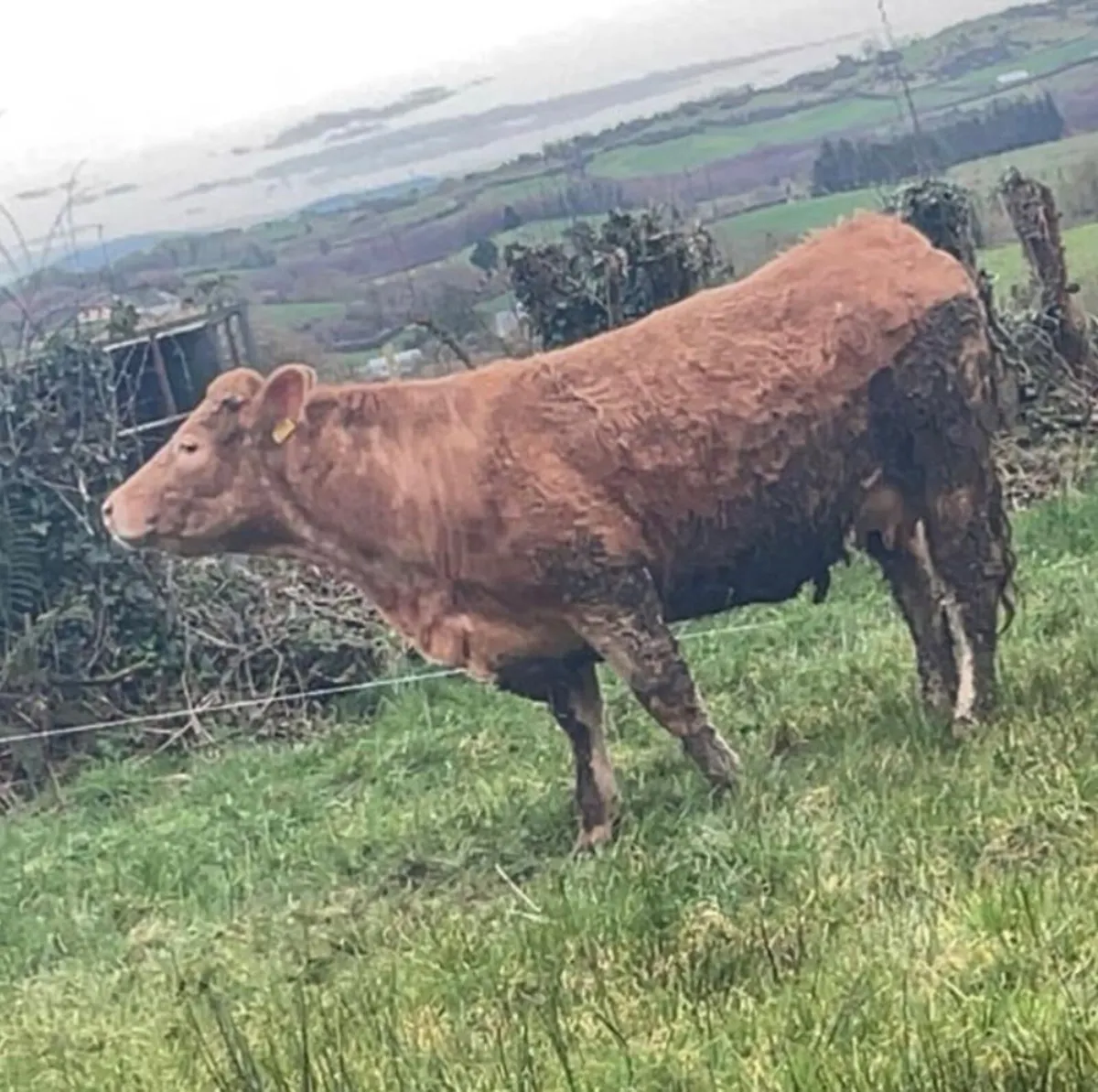 Foster Cow - Image 4