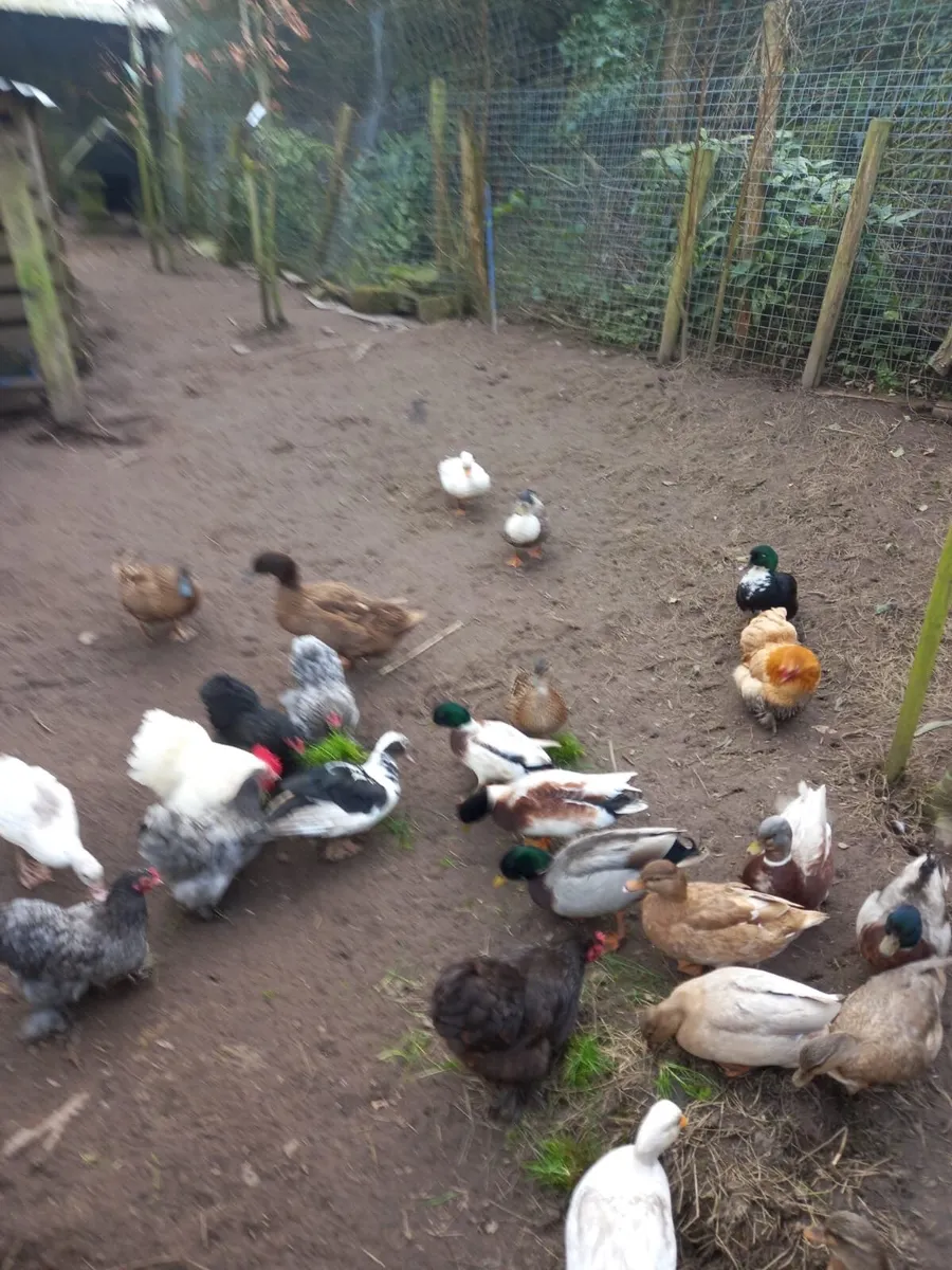 Call Ducks - Image 1