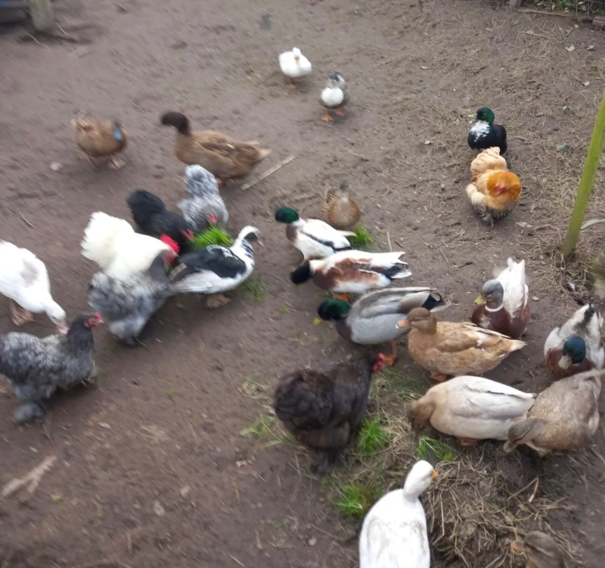 Call Ducks - Image 2