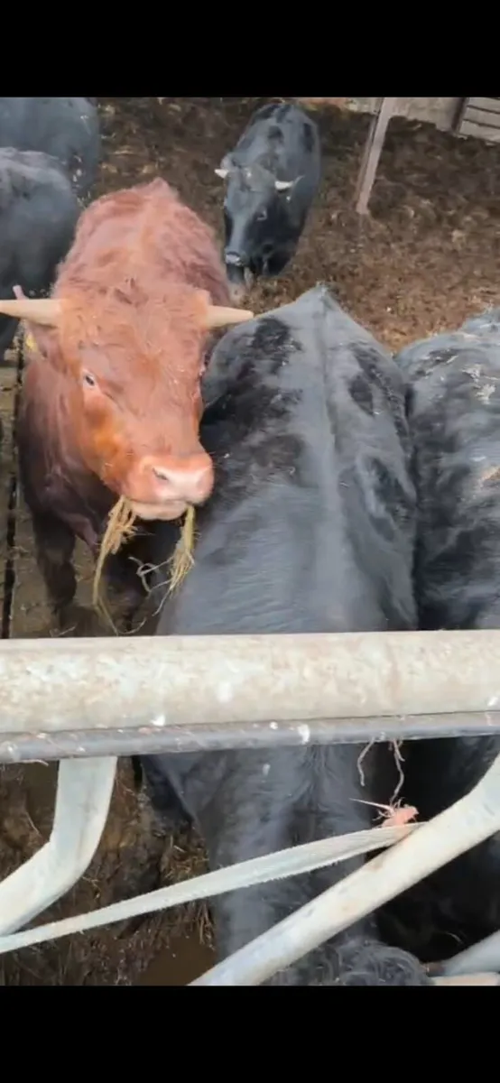 Cross bred Limousin yearling bulls - Image 3