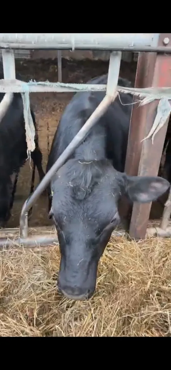 Cross bred Limousin yearling bulls - Image 4