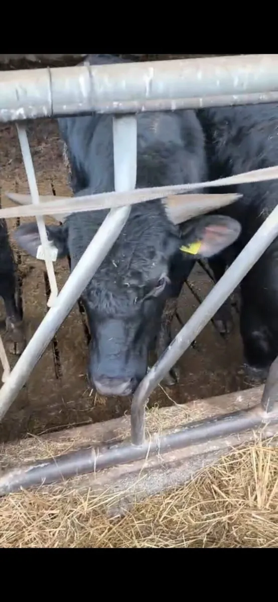 Cross bred Limousin yearling bulls - Image 2