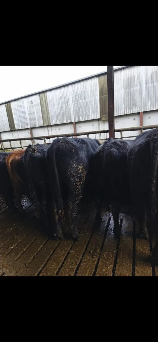 Cross bred Limousin yearling bulls - Image 1