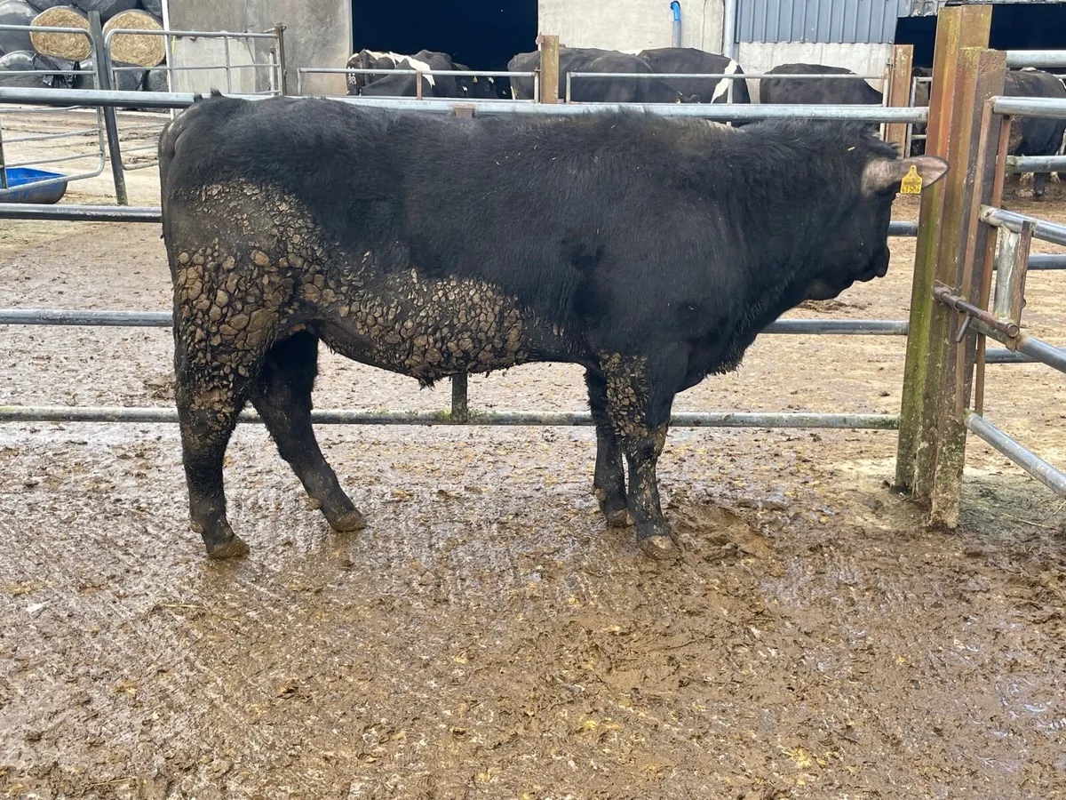 Angus Bulls - Image 2