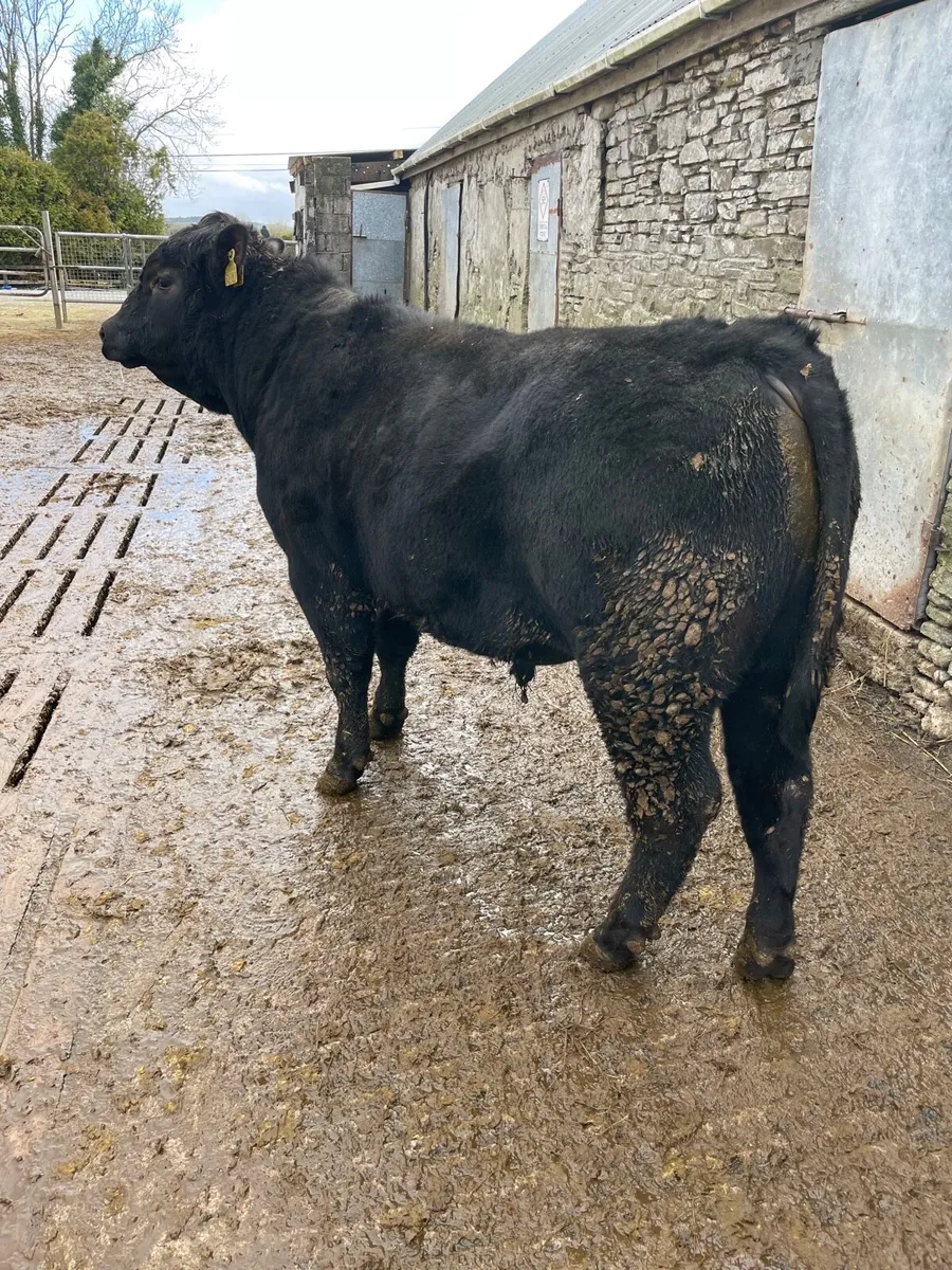 Angus Bulls - Image 4