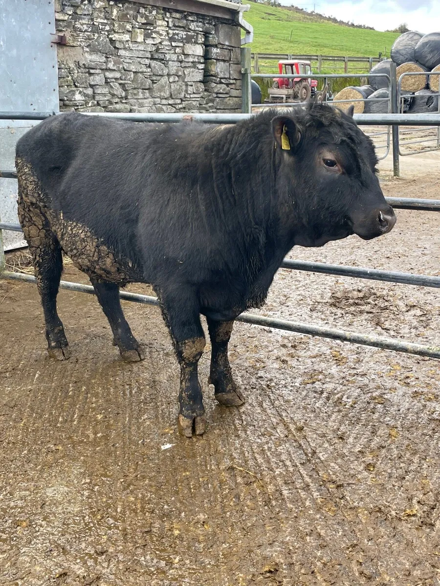 Angus Bulls - Image 1