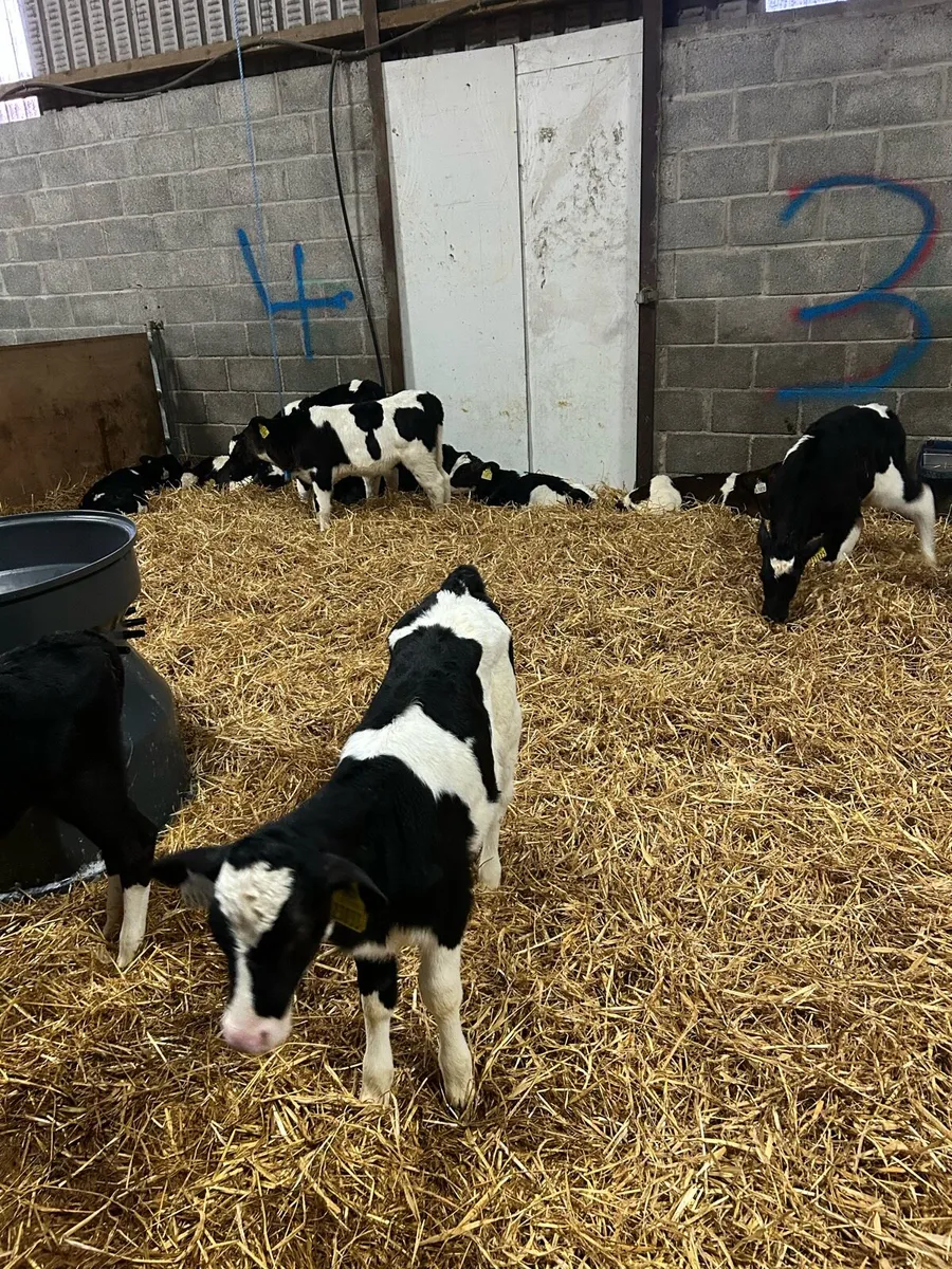 Friesian heifer calves - Image 1