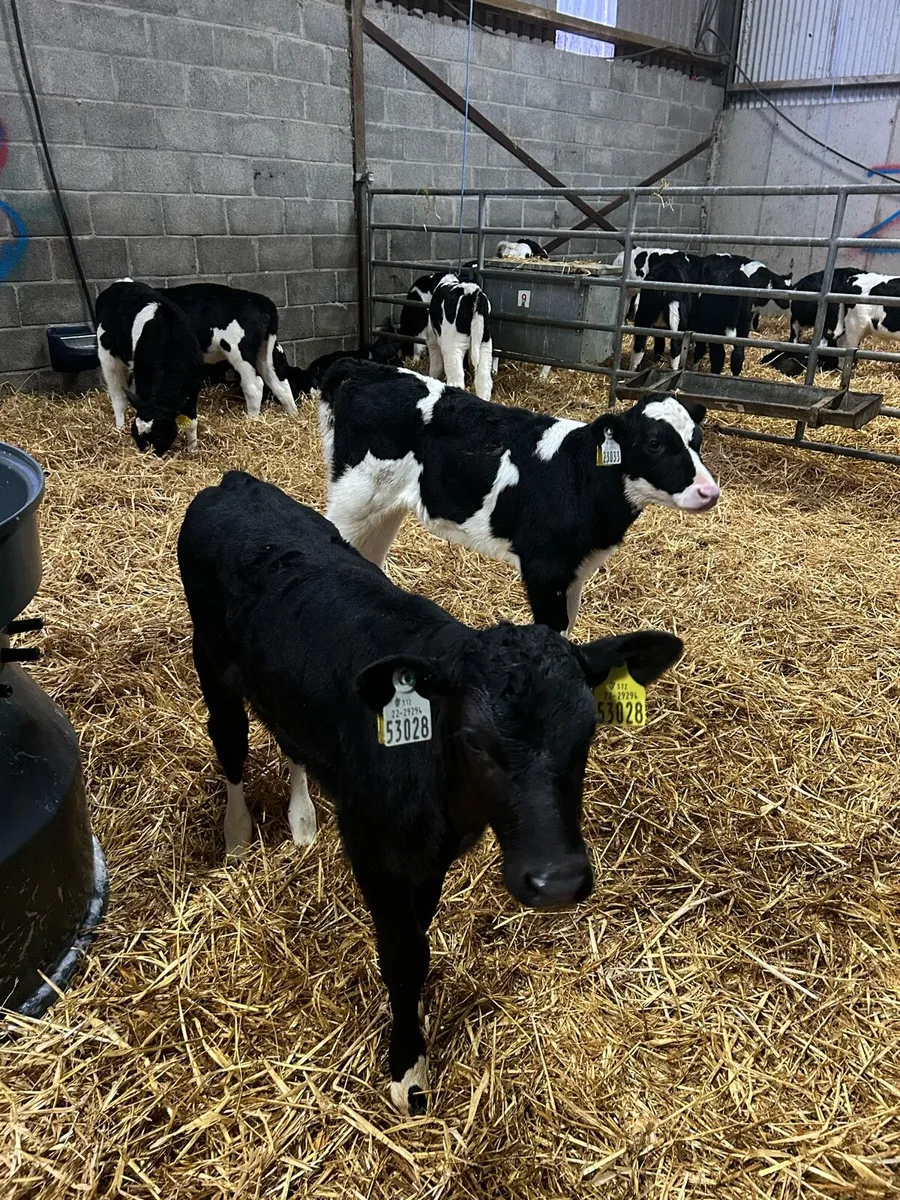 Friesian heifer calves - Image 2