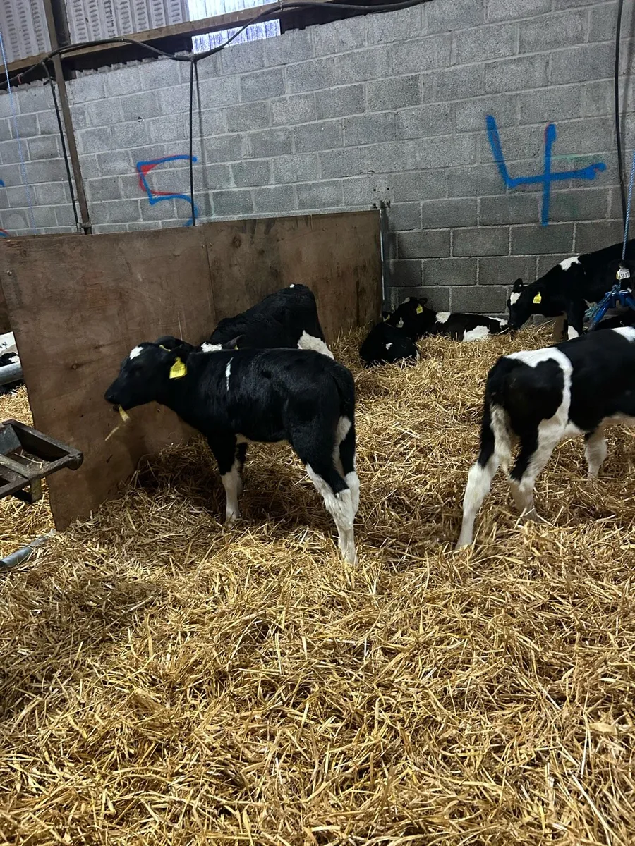 Friesian heifer calves - Image 3