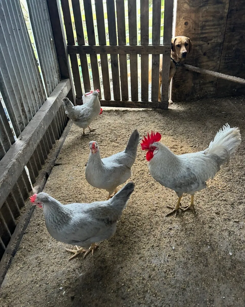 Pure bred Hatching eggs - Image 1