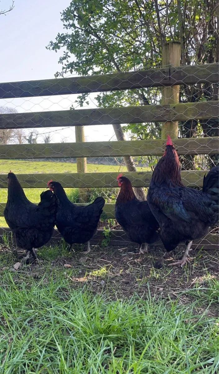 Pure bred Hatching eggs - Image 2