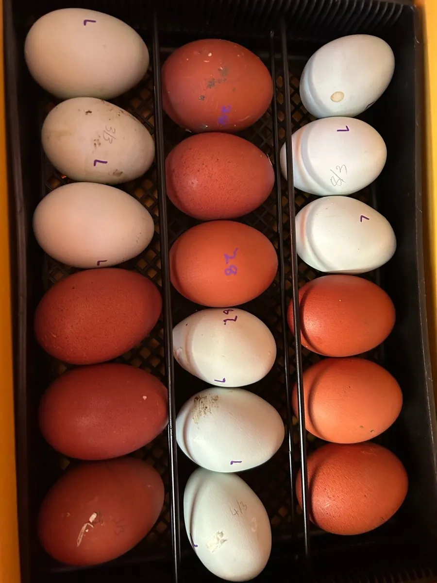 Pure bred Hatching eggs - Image 3