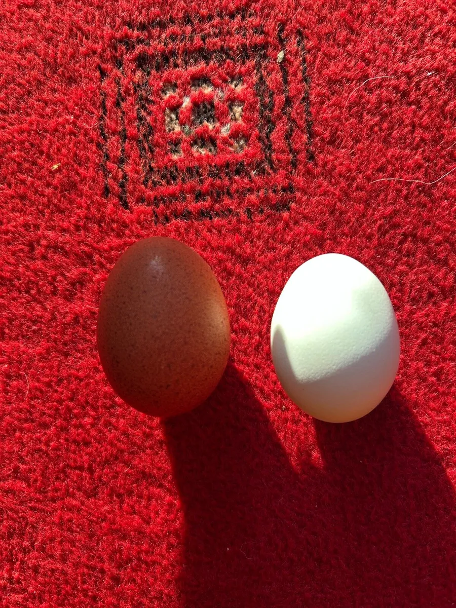 Pure bred Hatching eggs - Image 4