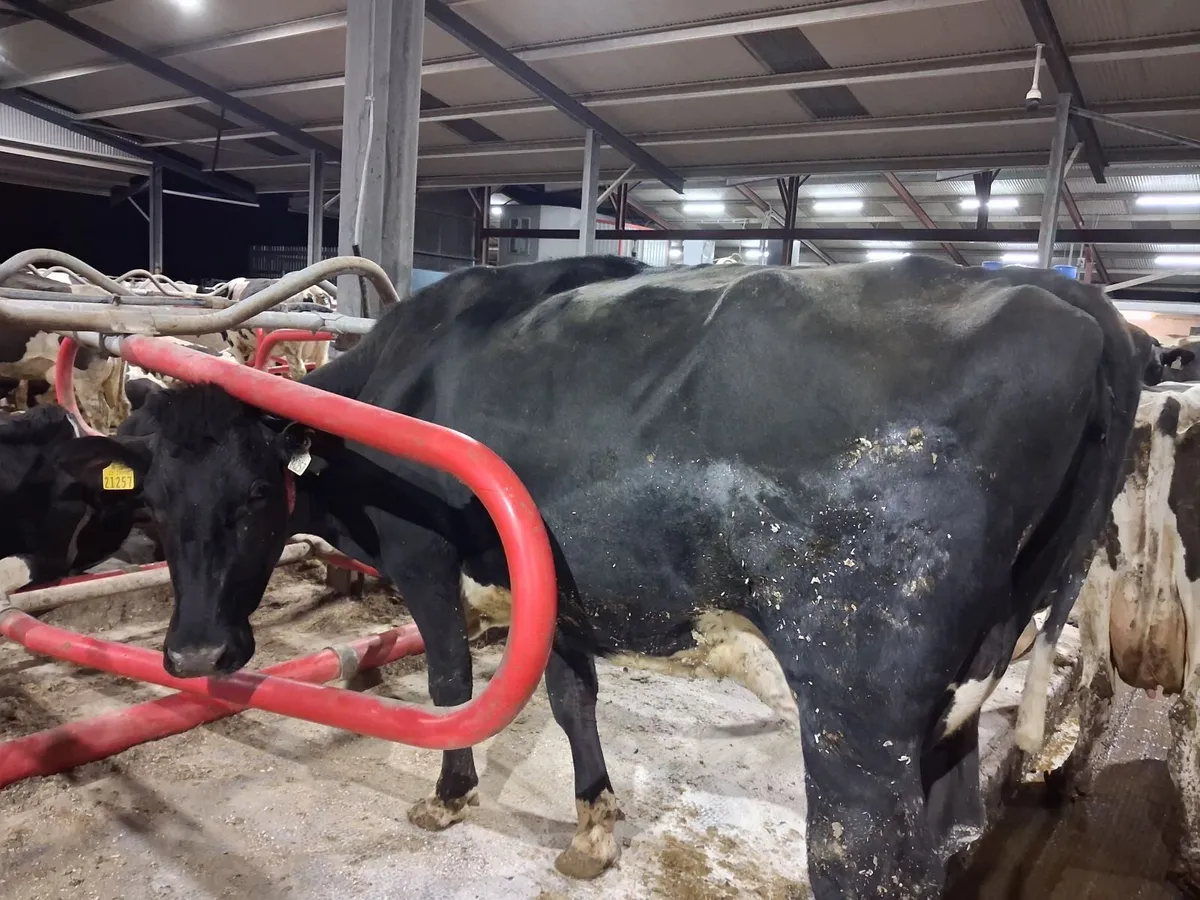 Organic cows suitable to rear calves - Image 3