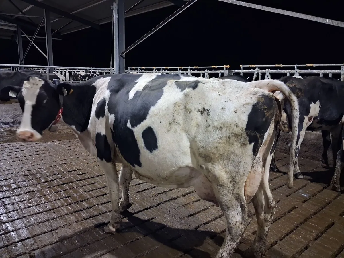 Organic cows suitable to rear calves - Image 4