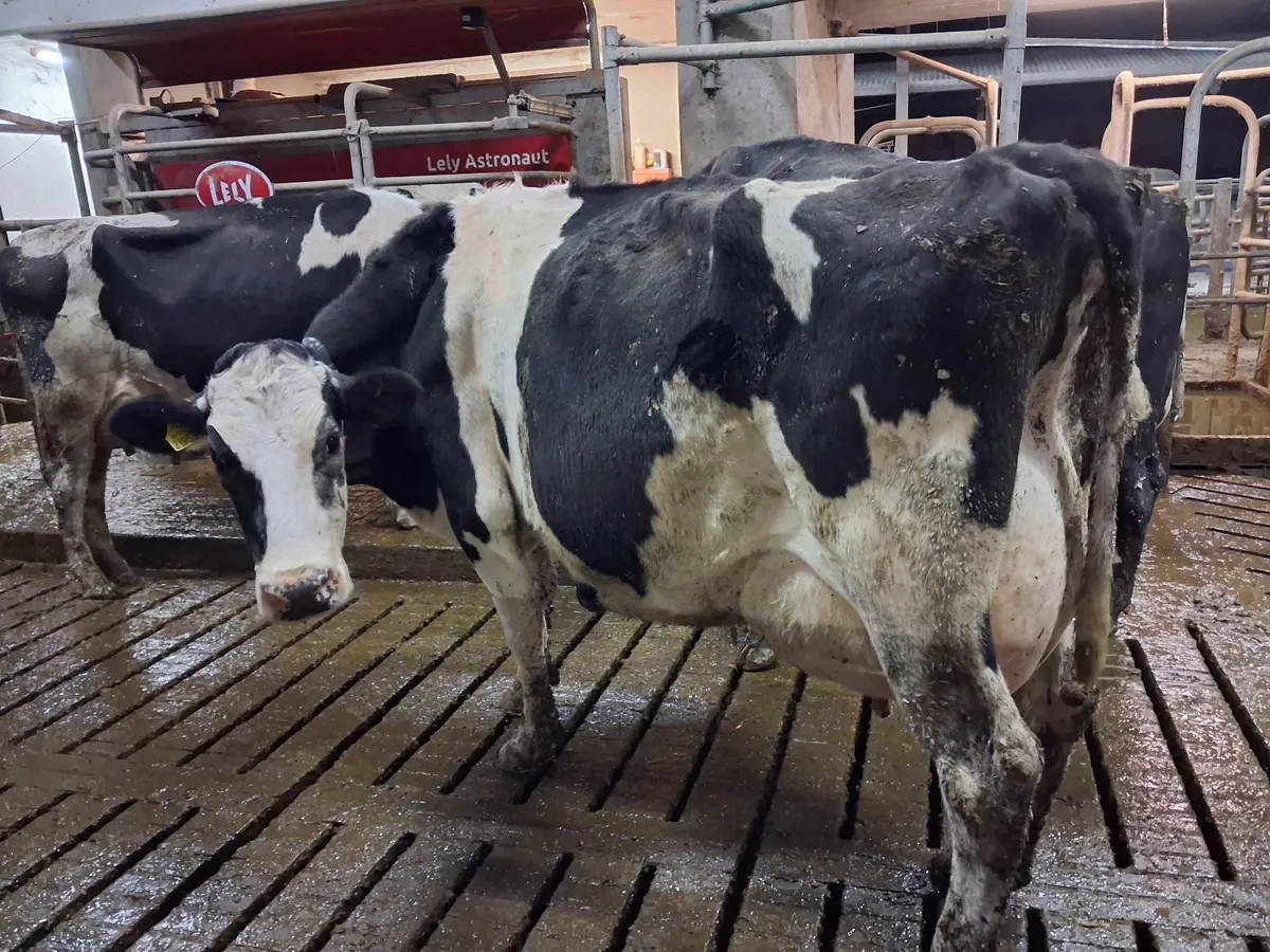 Organic cows suitable to rear calves - Image 2