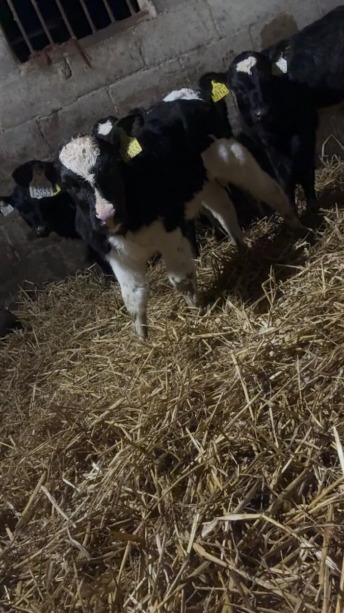 7 freisan bull calves - Image 3