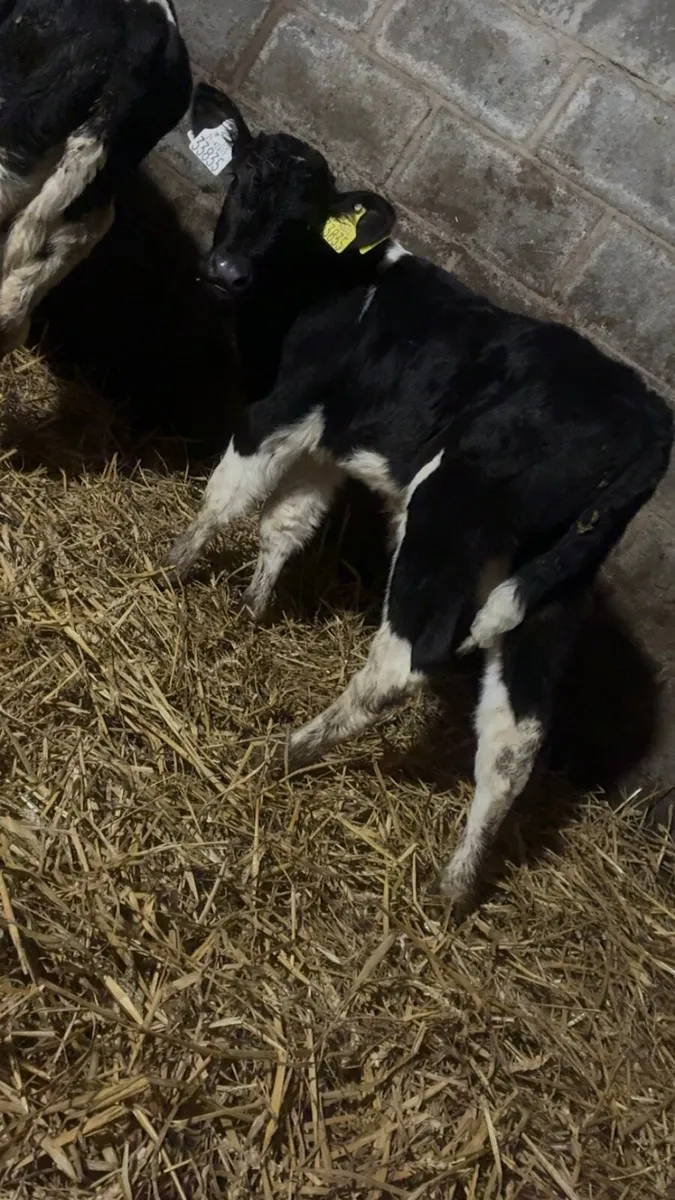 7 freisan bull calves - Image 4
