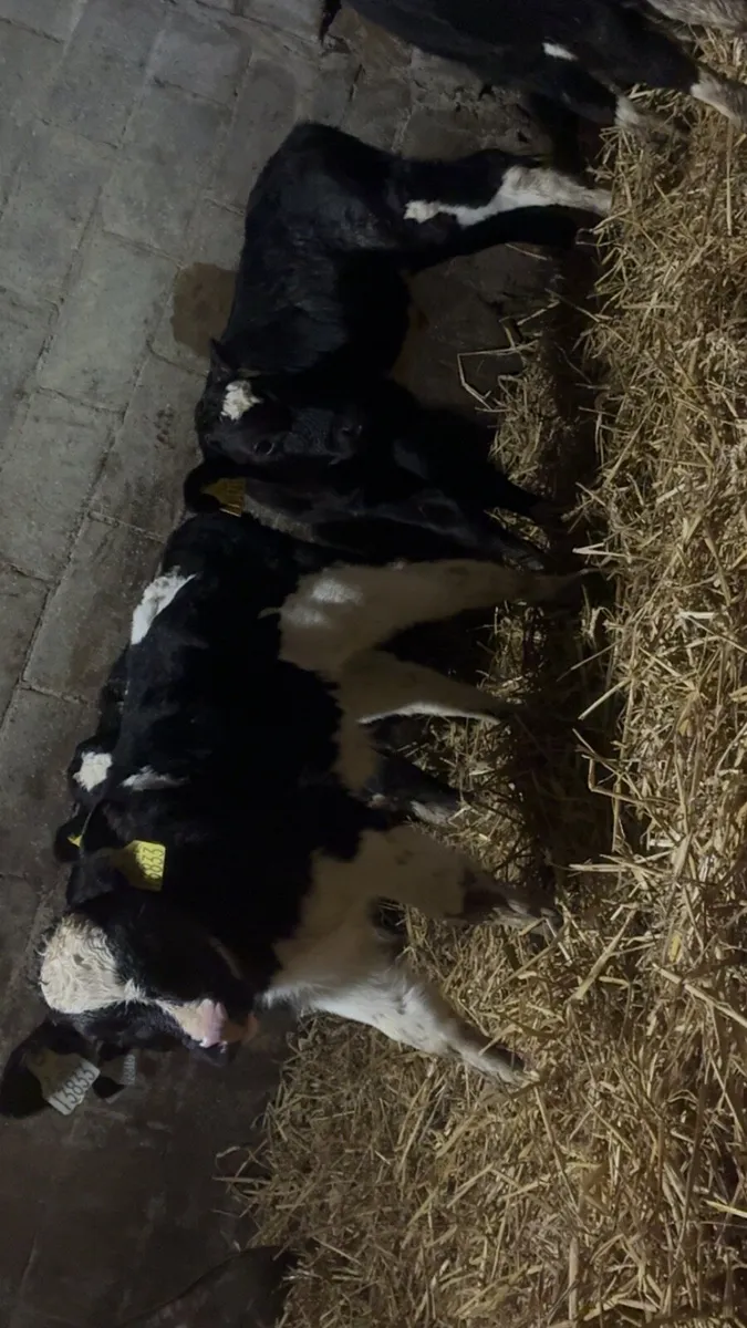 7 freisan bull calves - Image 1