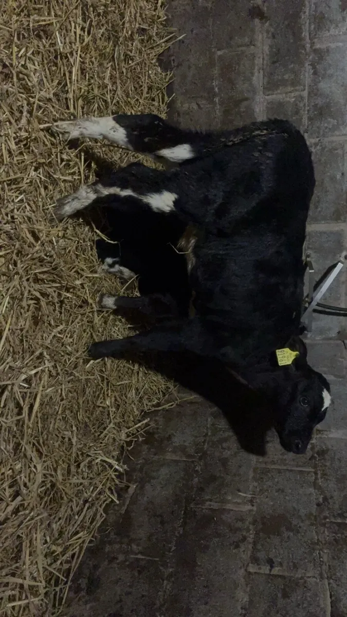7 freisan bull calves - Image 2