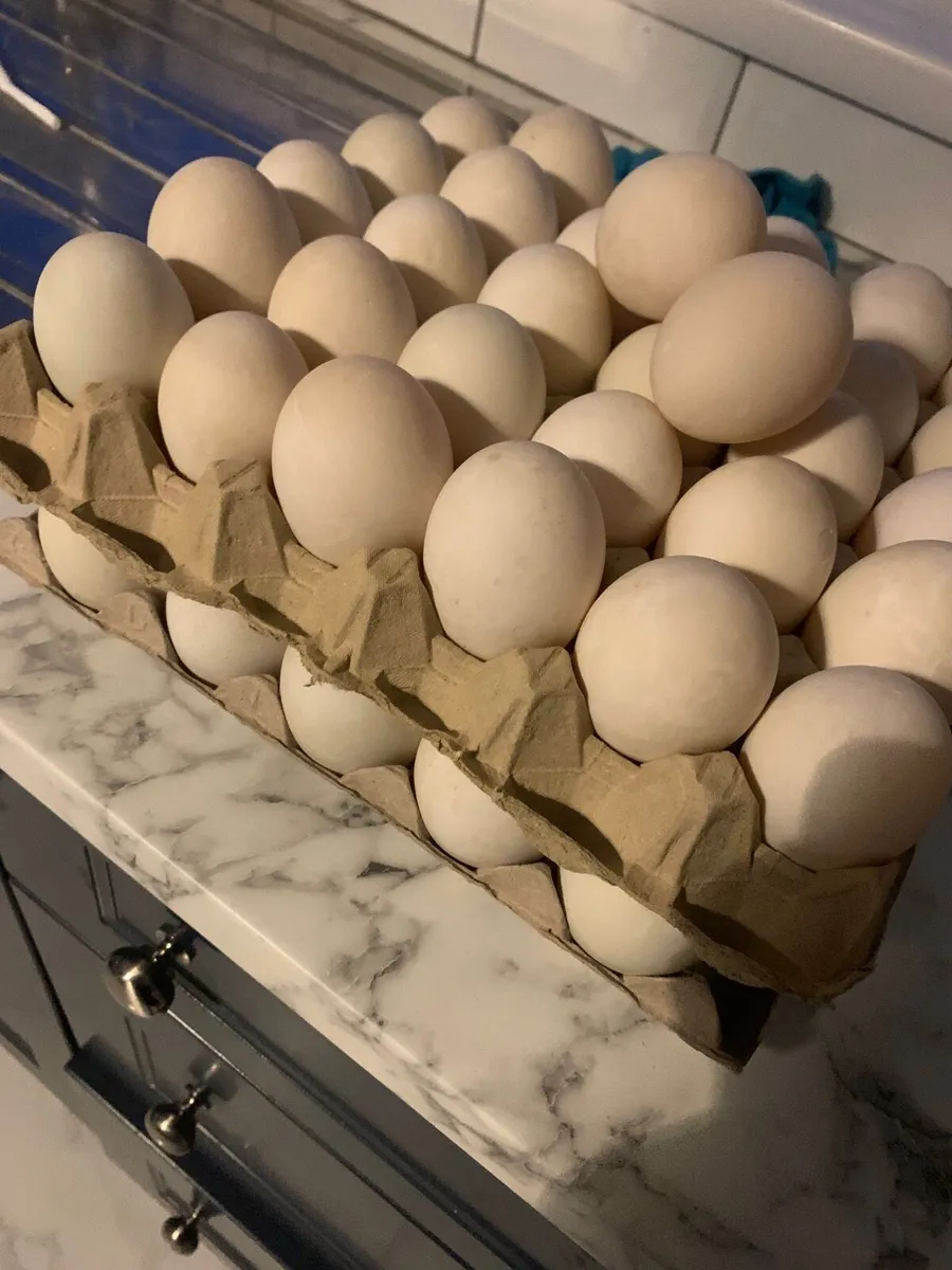 Duck eggs in bulk - Image 2