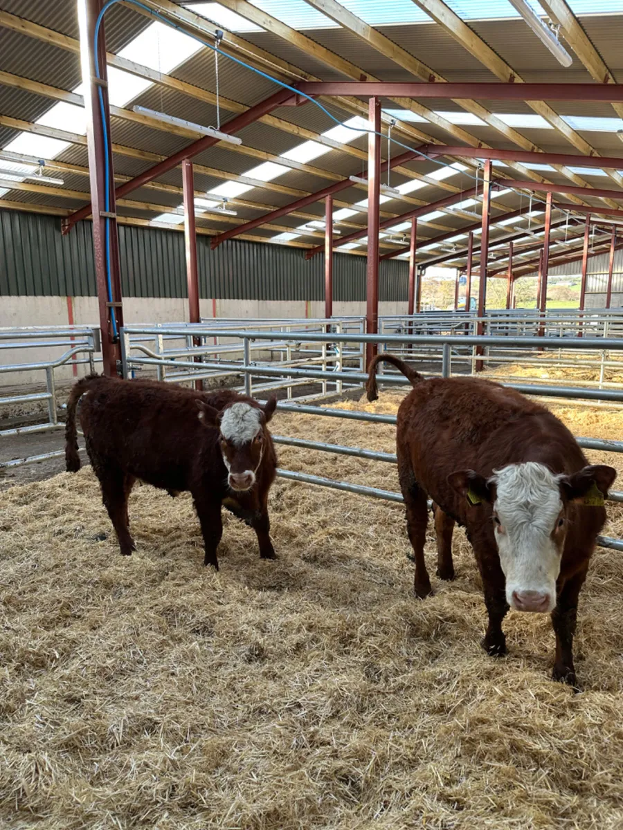 Cow makers - Image 4