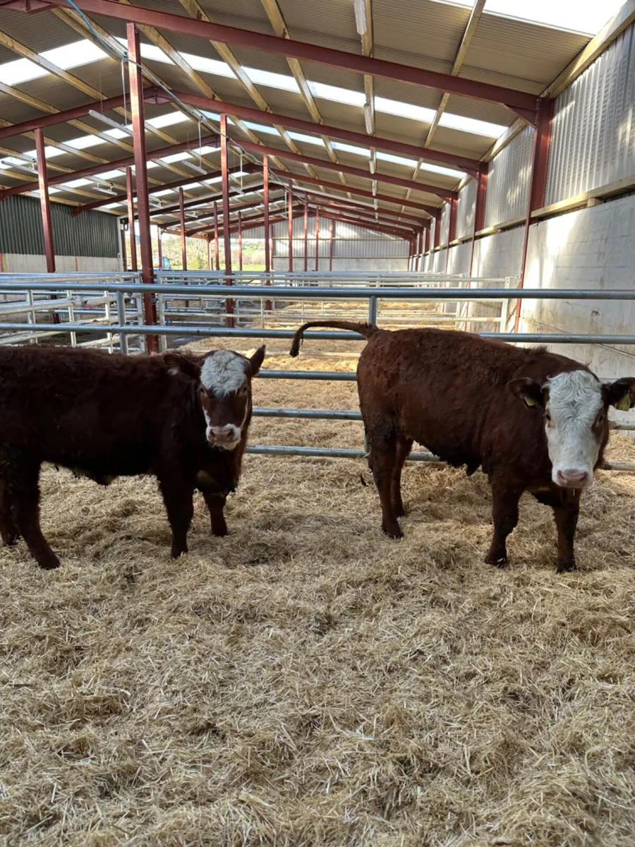 Cow makers - Image 3