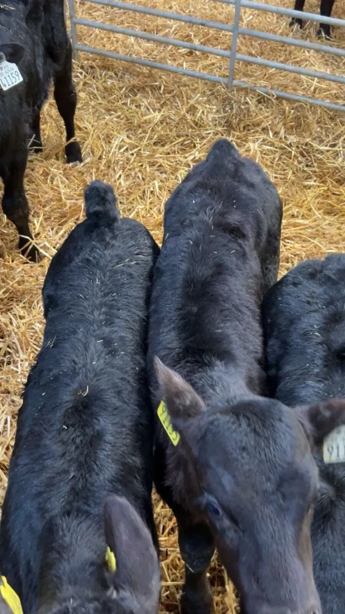 Angus bull calves - Image 1