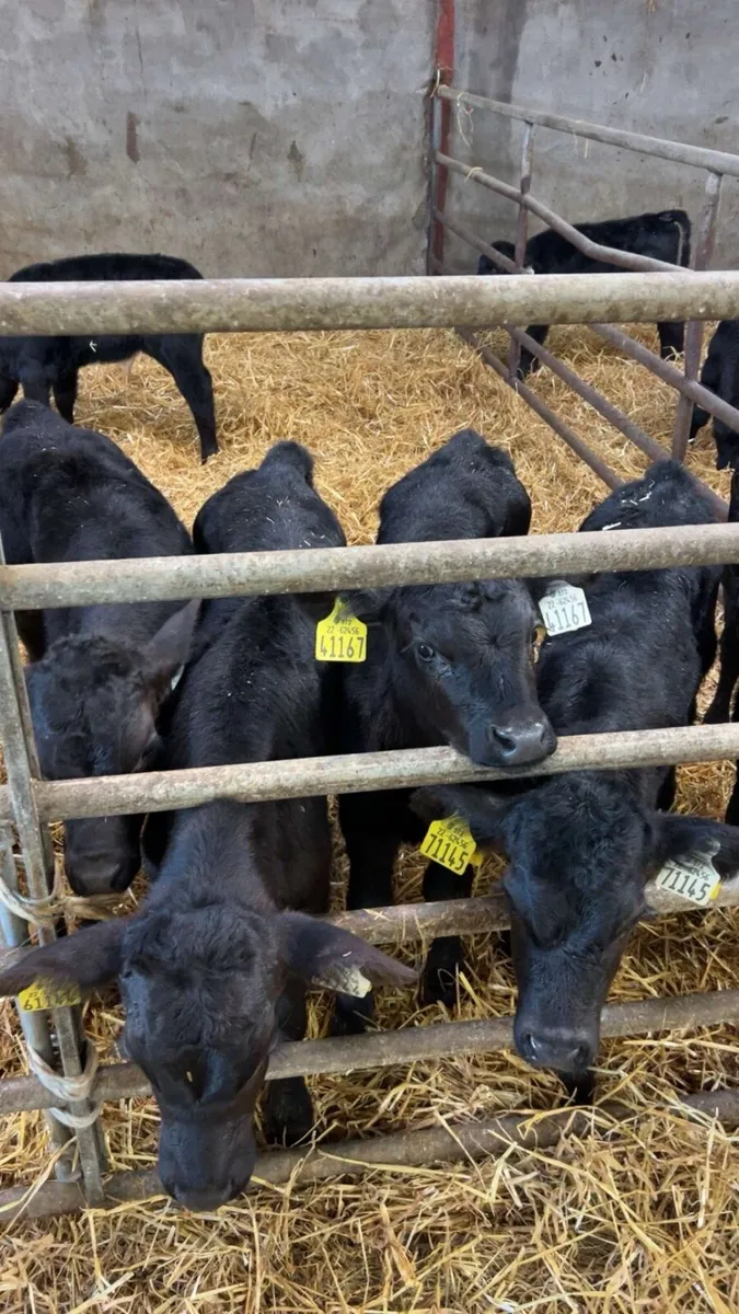 Angus bull calves - Image 2