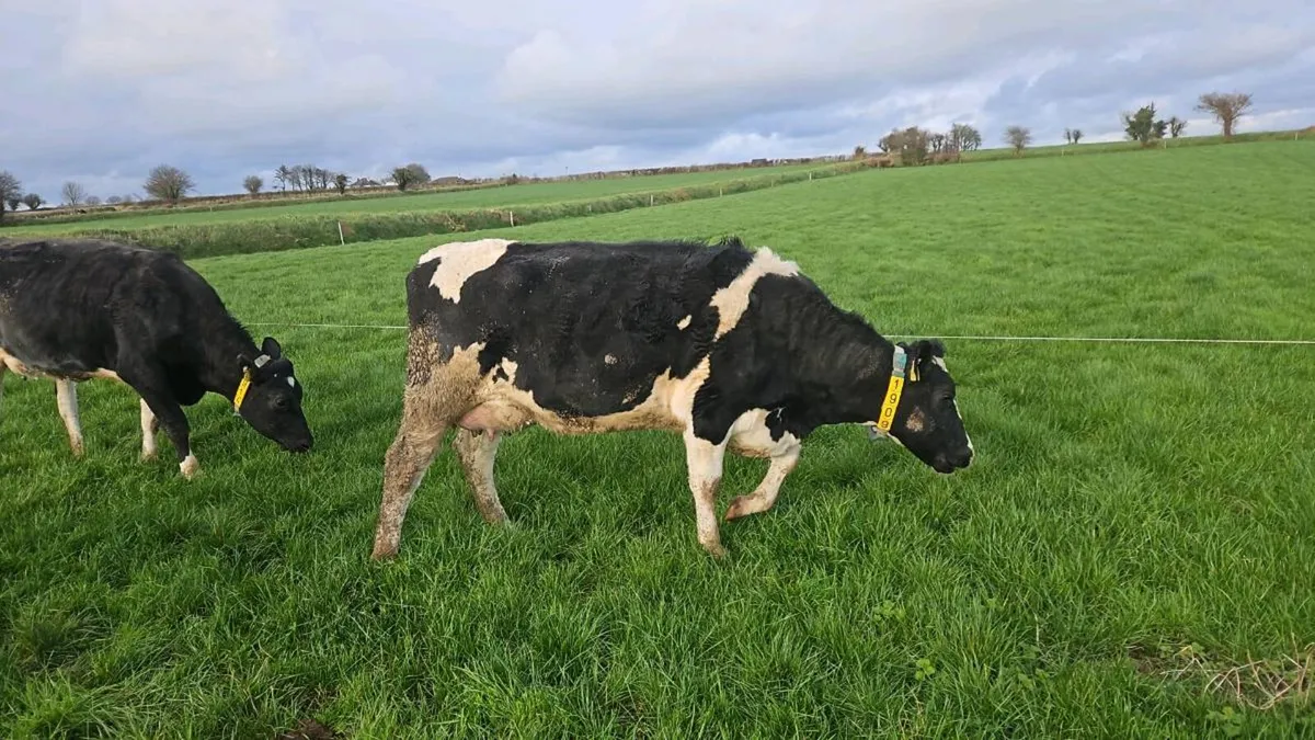 Pedigree calved heifers - Image 2