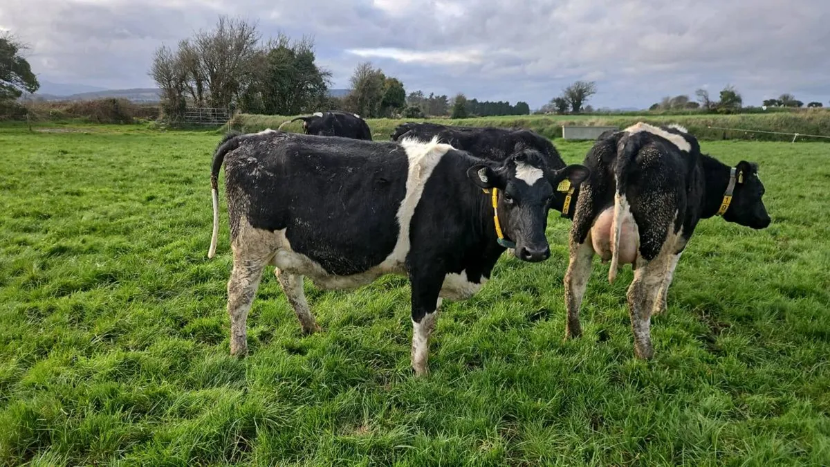 Pedigree calved heifers - Image 3