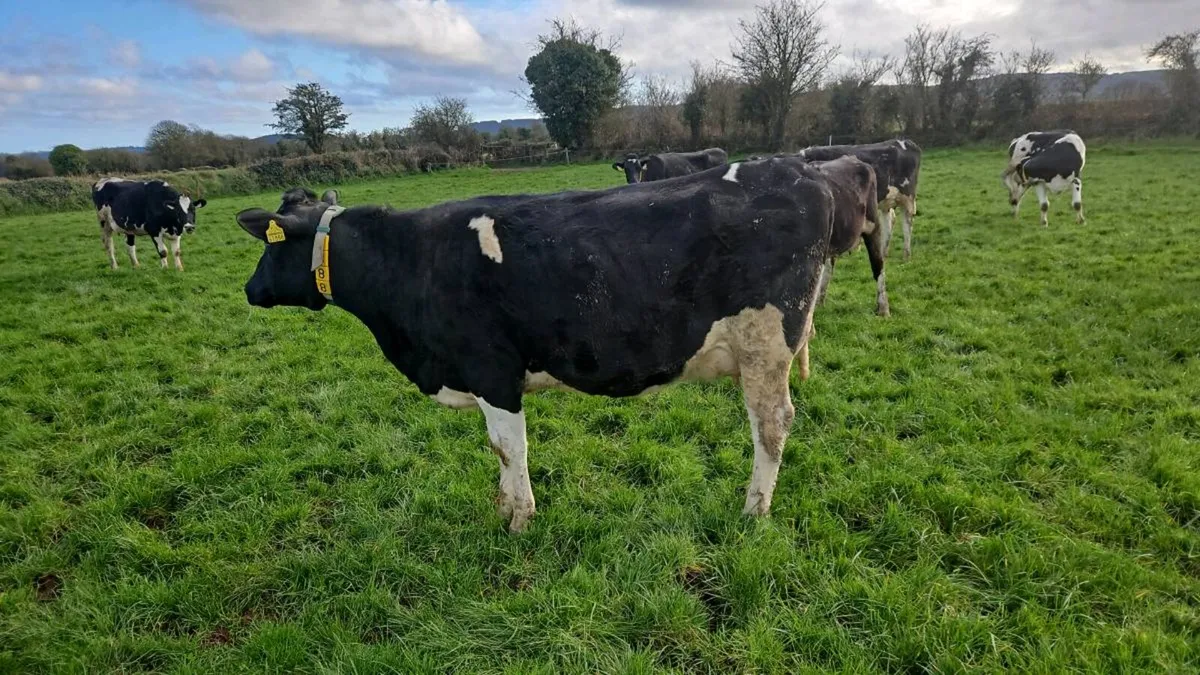 Pedigree calved heifers - Image 4