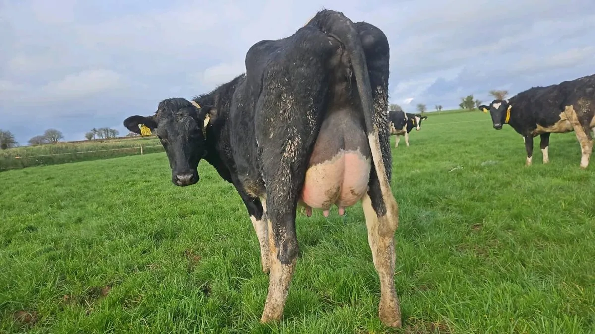 Pedigree calved heifers - Image 1