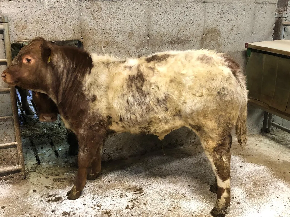 3 Top Quality weanling bulls - Image 1