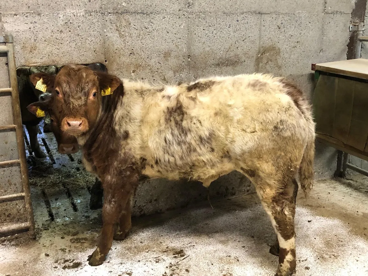 3 Top Quality weanling bulls - Image 2