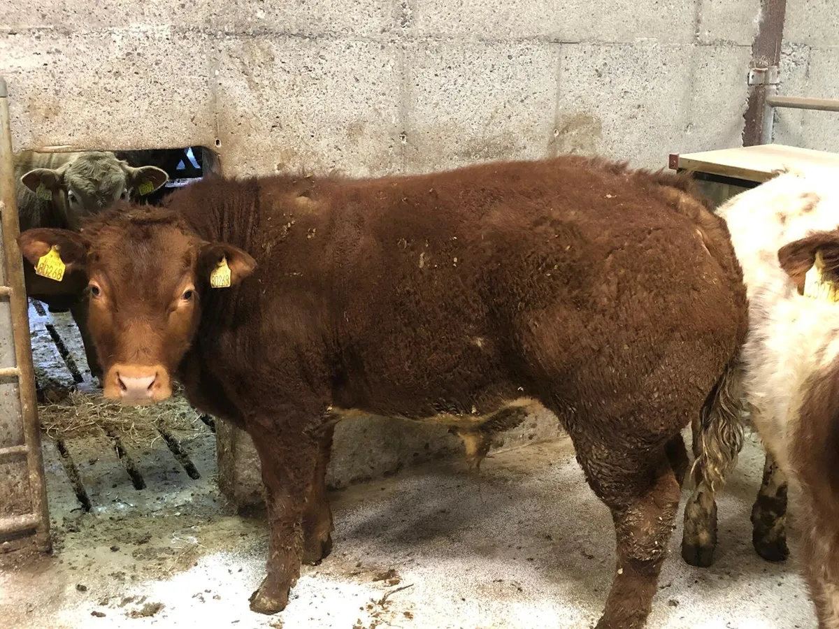 3 Top Quality weanling bulls - Image 3
