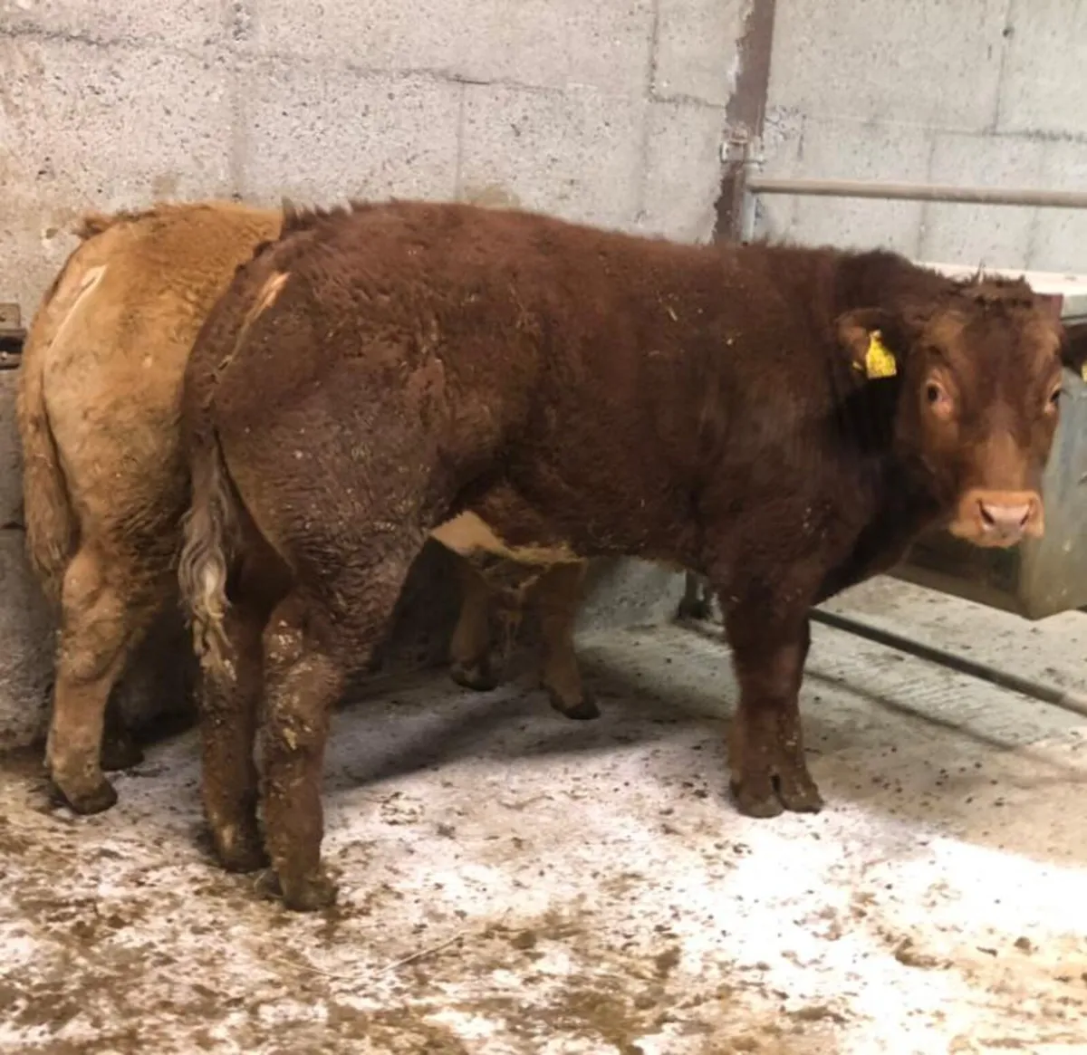 3 Top Quality weanling bulls - Image 4