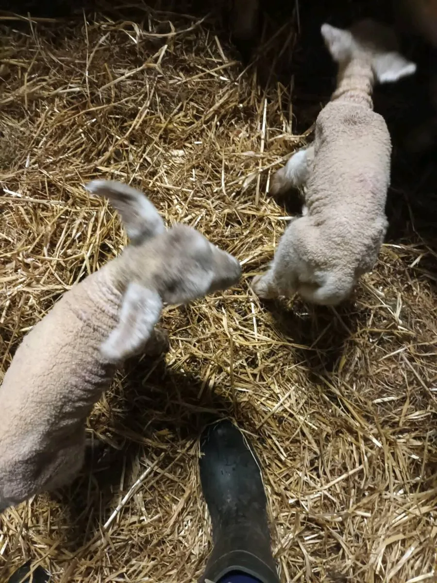 Pet Lambs - Image 1