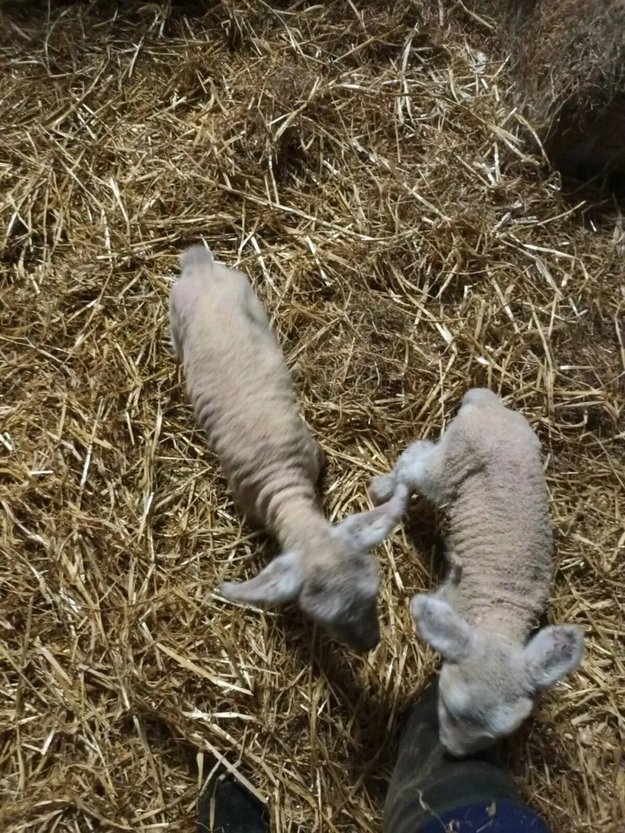 Pet Lambs - Image 2