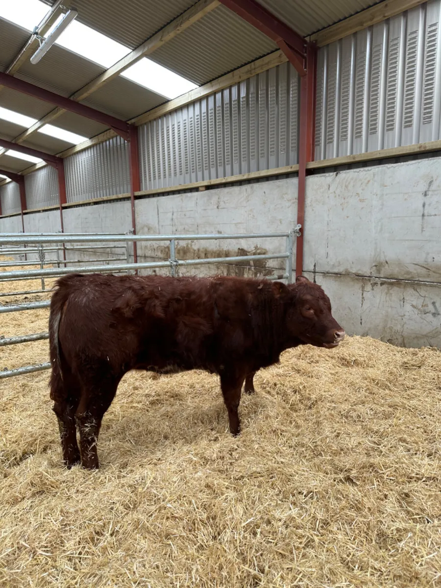 Roaned heifer - Image 3