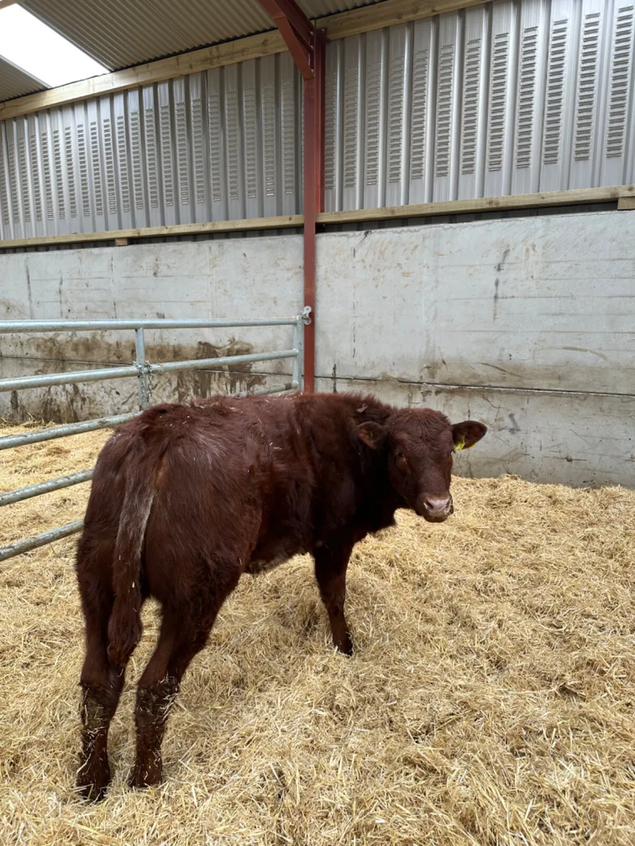 Roaned heifer - Image 1