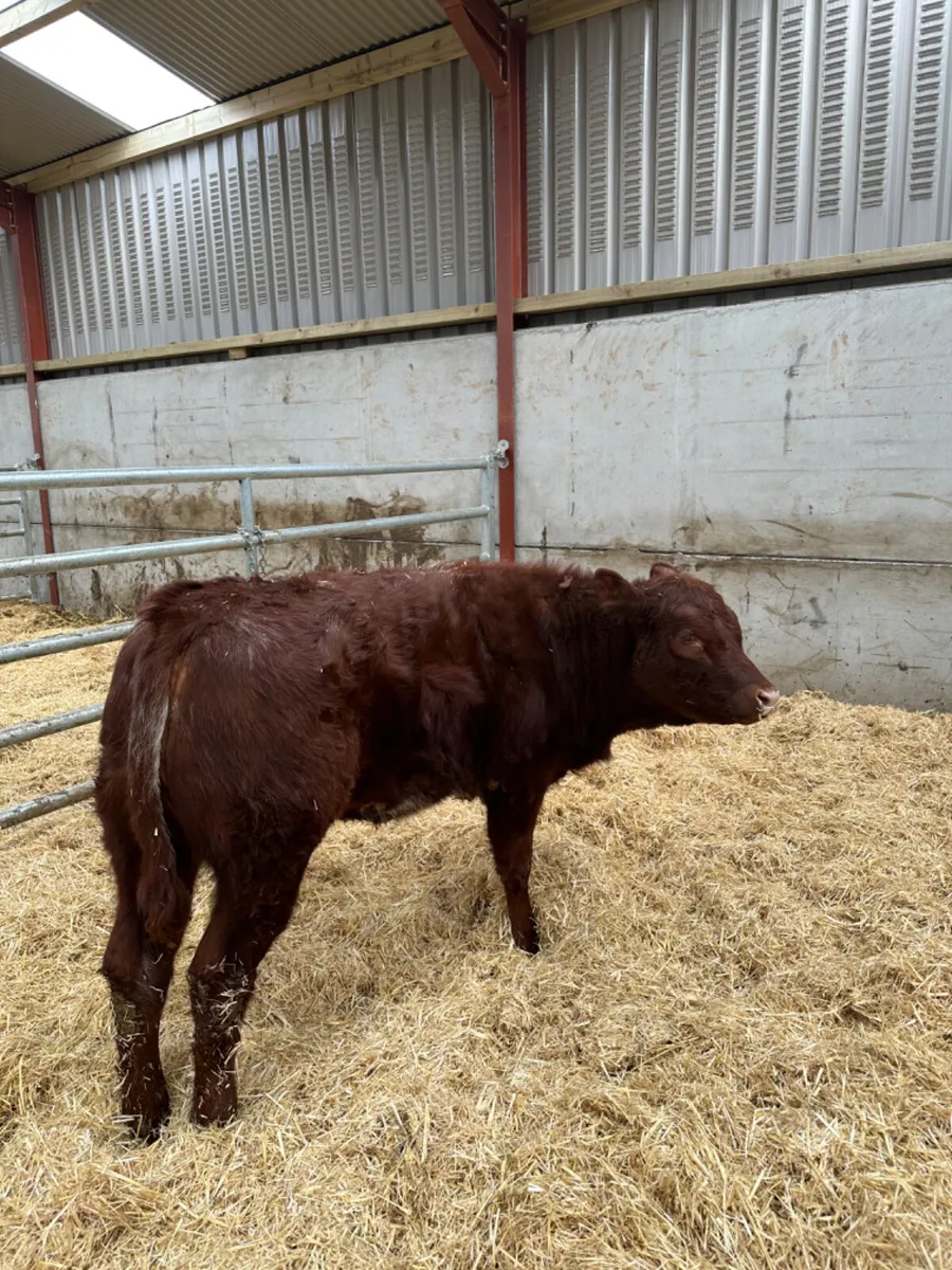 Roaned heifer - Image 2