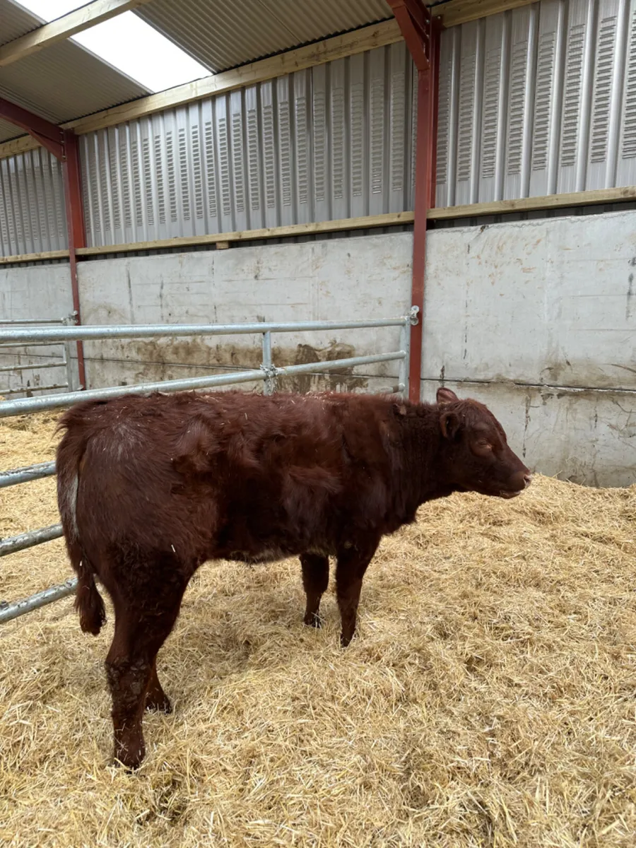 Roaned heifer - Image 4