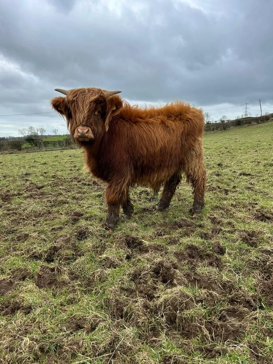 Highland Calves - Image 1